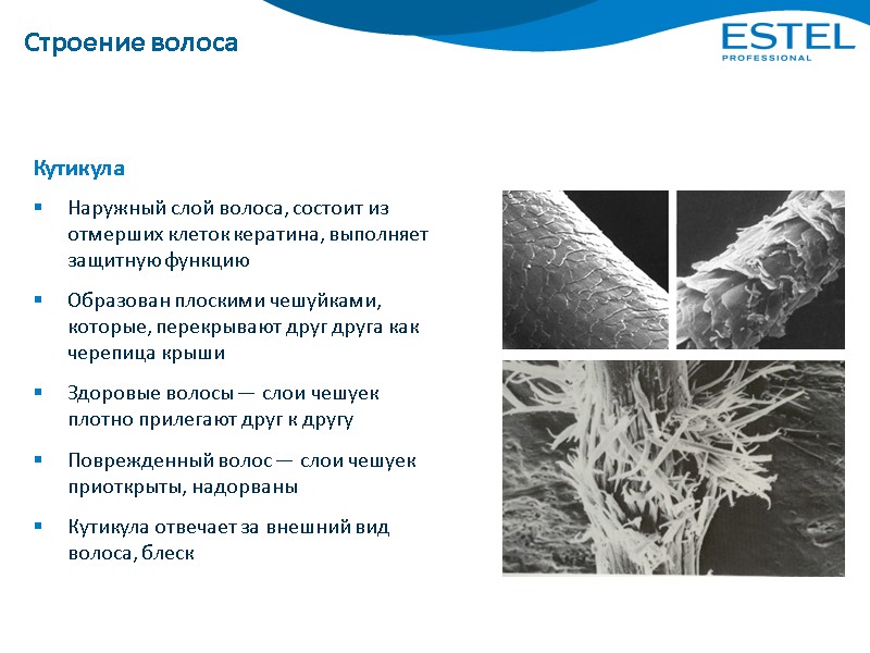 Строение волоса Наружный слой волоса, состоит из отмерших клеток кератина, выполняет защитную функцию Образован